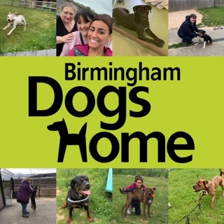 A DAYS VOLUNTEERING AT BIRMINGHAM DOGS HOME